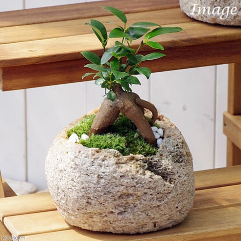 （観葉植物）苔盆栽　ガジュマル　抗火石鉢植え　Ｍサイズ（１鉢）苔・白石　鉢植え　おしゃれ　室内　プレゼント