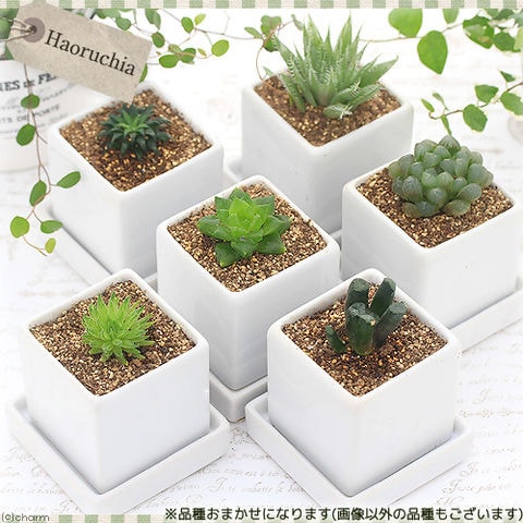 dショッピング |（観葉植物）ハオルチア 品種おまかせ 陶器鉢植え ダイスＳ白（１鉢） 受皿付 赤玉土 鉢植え おしゃれ 室内 プレゼント  カテゴリ：観葉植物の販売できる商品 チャーム (023362267)|ドコモの通販サイト