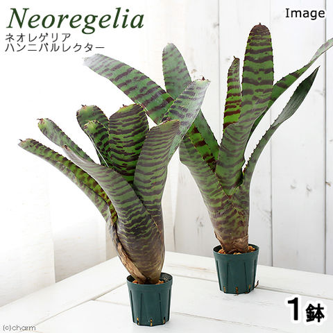 dショッピング |（観葉植物）ブロメリア ネオレゲリア ハンニバル 