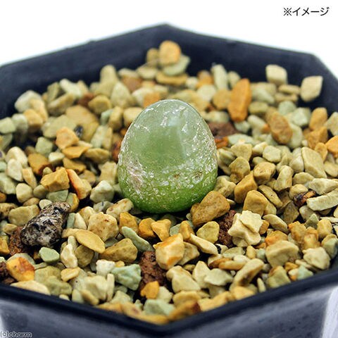 多肉植物】コノフィツム ブルゲリ種子50粒 Amazon.co.jp: 【種子