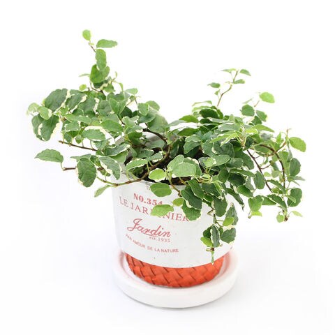 Dショッピング 観葉植物 フィカス プミラ サニーホワイト ダルディンポット ｓサイズ １鉢 受け皿付き カテゴリ の販売できる商品 チャーム ドコモの通販サイト