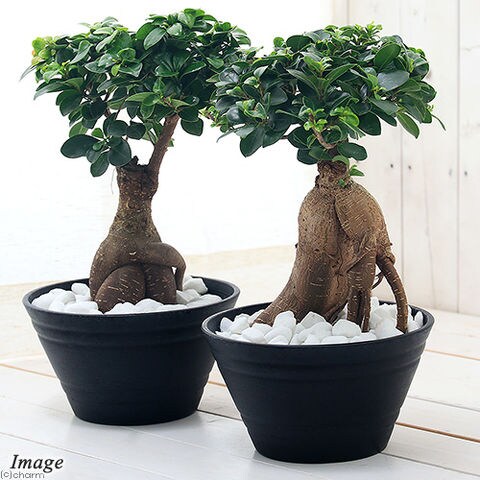 Dショッピング 観葉植物 ガジュマル ７号 １鉢 接ぎ木株 北海道冬季発送不可 カテゴリ の販売できる商品 チャーム ドコモの通販サイト