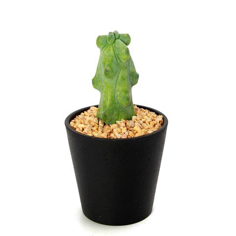 Dショッピング 観葉植物 サボテン ミルチロカクタス 福緑竜神木 ３ ５号 １本立 １鉢 カテゴリ 観葉植物の販売できる商品 チャーム ドコモの通販サイト