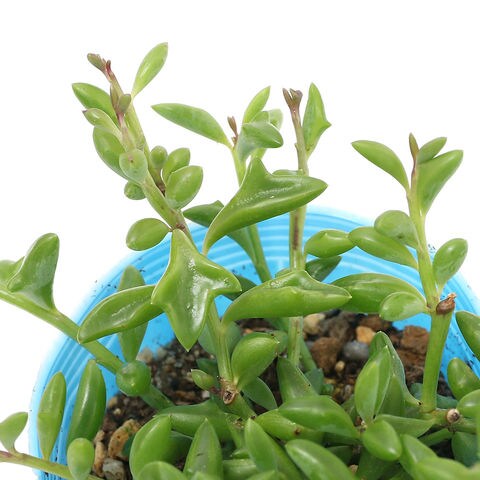 Dショッピング 観葉植物 訳あり品 ドルフィンネックレス ２ ５号 １ポット カテゴリ 観葉植物の販売できる商品 チャーム ドコモの通販サイト