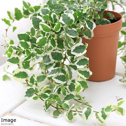 Dショッピング 観葉植物 フィカス プミラ サニーホワイト ２号ロング １鉢 カテゴリ の販売できる商品 チャーム ドコモの通販サイト