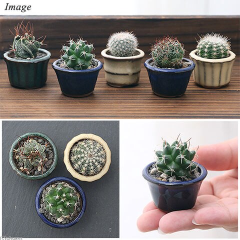 Dショッピング 観葉植物 おまかせプチサボテン 豆鉢植え 鉢色おまかせ ３鉢 説明書付き カテゴリ 観葉植物の販売できる商品 チャーム ドコモの通販サイト