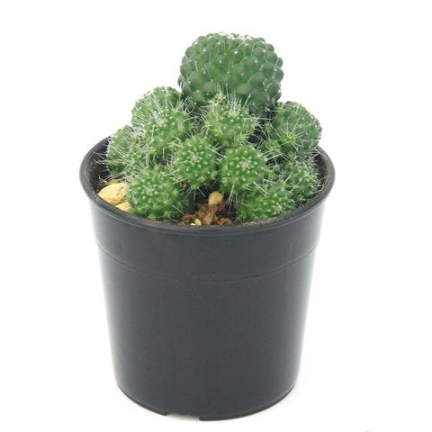 dショッピング |（多肉植物）サボテン マミラリア マークシアナ 群生