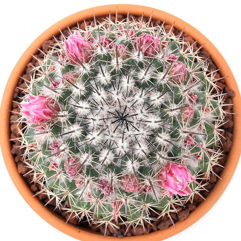 Dショッピング 観葉植物 素焼鉢 サボテン マミラリア 桃花丸 トウカマル ３号 １鉢 北海道冬季発送不可 カテゴリ 観葉植物の販売できる商品 チャーム ドコモの通販サイト