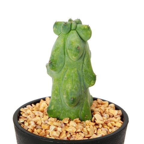 Dショッピング 観葉植物 サボテン ミルチロカクタス 福緑竜神木 3 5号 1本立 1鉢 北海道冬季発送不可 カテゴリ 観葉植物の販売できる商品 チャーム ドコモの通販サイト Dショッピング 観葉植物 サボテン ミルチロカクタス 福緑竜神木 3 5号 1本立 1鉢 北海道冬季発送不可 カテゴリ 観葉植物の販売できる商品 チャーム ドコモの通販サイト