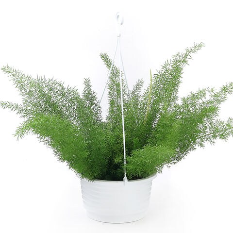 Dショッピング 観葉植物 アスパラガス メイリー 吊り鉢タイプ 6号 1鉢 カテゴリ の販売できる商品 チャーム ドコモの通販サイト Dショッピング 観葉植物 アスパラガス メイリー 吊り鉢タイプ 6号 1鉢 カテゴリ の販売できる商品 チャーム ドコモの通販サイト