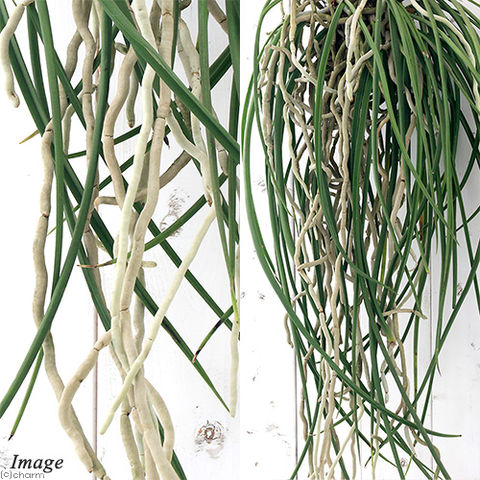 着生ラン セイデンファデニア ミトラタ 板付 着生ラン セイデンファ