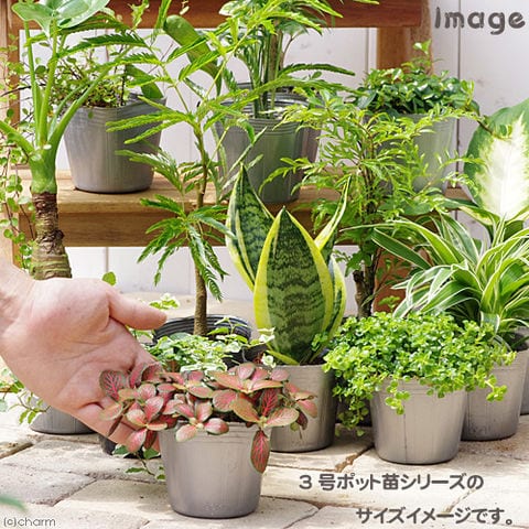 クワズイモ 斑入り 抜き苗 - 植物/観葉植物