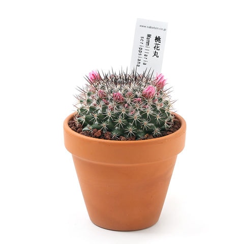 Dショッピング 観葉植物 素焼鉢 サボテン マミラリア 桃花丸 トウカマル ３号 １鉢 北海道冬季発送不可 カテゴリ 観葉植物の販売できる商品 チャーム ドコモの通販サイト