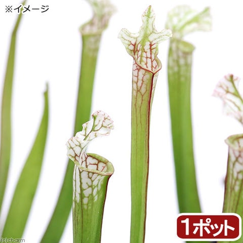 （食虫植物）サラセニア　レウコフィラ　３号（１ポット）