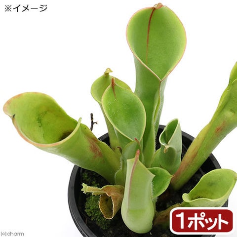 dショッピング |（食虫植物）サラセニア ヘリアンフォラ ミノール ハイブリッド ２．５～３号（１ポット） | カテゴリ：観葉植物の販売できる商品 |  チャーム (023373163)|ドコモの通販サイト