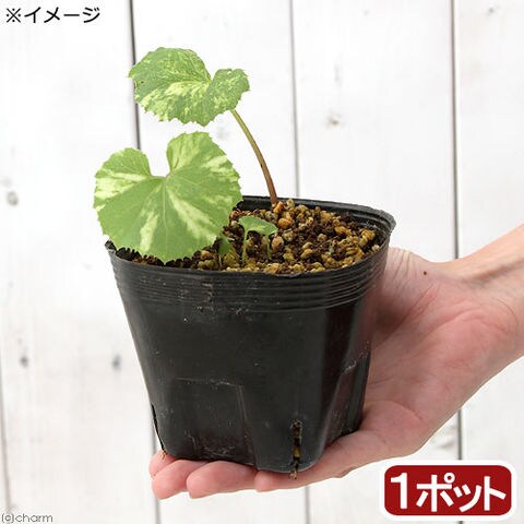 dショッピング |（山野草）斑入りフキ（斑入蕗）（１ポット）（休眠状態） | カテゴリ：観葉植物の販売できる商品 | チャーム  (023380297)|ドコモの通販サイト