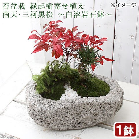 dショッピング |（盆栽）苔盆栽 縁起樹とヒノキゴケ寄せ植え 南天