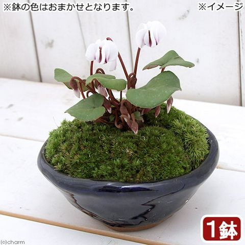 dショッピング |（山野草）苔盆栽 原種シクラメン コウム アルバ 平小鉢植え 鉢色おまかせ（１鉢） カテゴリ：盆栽の販売できる商品 チャーム  (023380481)|ドコモの通販サイト