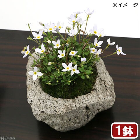 石鉢・山苔鉢・寄せ植え鉢２個 公式オンラインショップ jogabilida.de