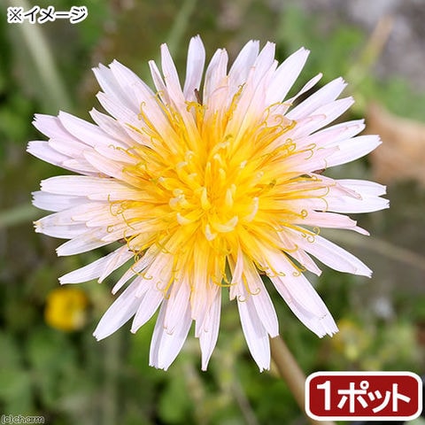 豊富なギフト きょん様 緋紅たんぽぽ 苗 花 - jdistribucionessas.com