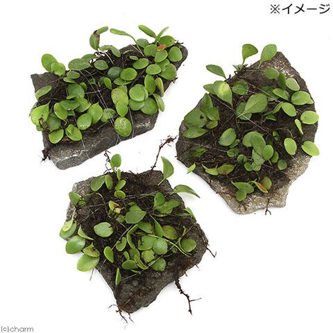 Dショッピング 観葉植物 苔 テラ向け マメヅタ付き輝板石 １０ｃｍ前後 ３個 カテゴリ 観葉植物の販売できる商品 チャーム ドコモの通販サイト