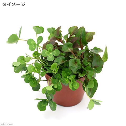 dショッピング |（ビオトープ）水辺植物 メダカの鉢にも入れられる水辺植物 ムチカとアルターレッドの寄せ植え（１ポット）（アルター挿したて）  カテゴリ：生花の販売できる商品 チャーム (023380553)|ドコモの通販サイト