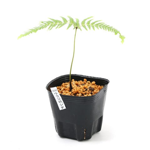 dショッピング |（山野草）シダ（羊歯）ウラジロシダ（裏白羊歯）3号