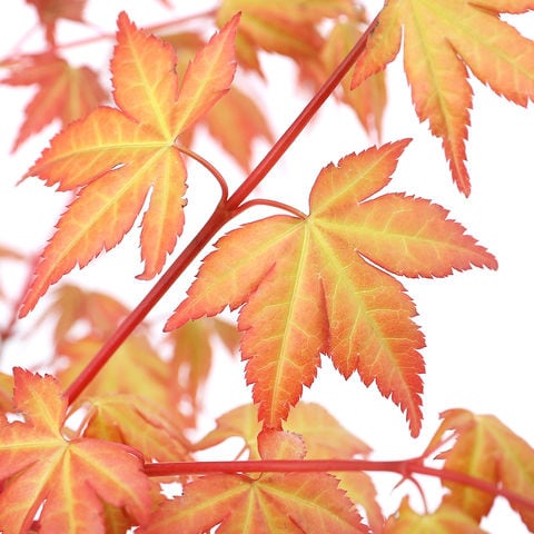 モミジの葉 赤と黄色 乾燥 モミジの葉 赤と黄色 乾燥 もみじの色づきについて真っ赤な紅葉