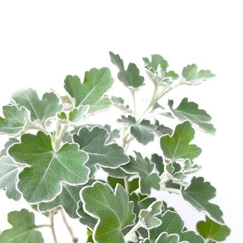 dショッピング |（山野草）キク（菊）ノジギク（野路菊）3号（1