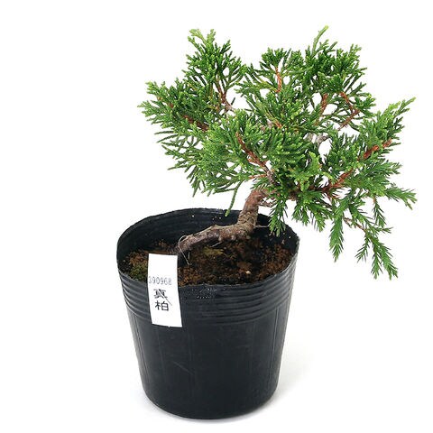 深山ビャクシン（シンパク） 深山ビャクシン（シンパク）