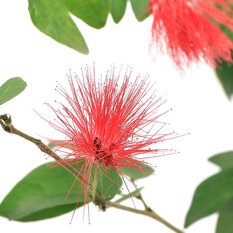 ネムノキ　(合歓木)　観葉植物 特大株 鉢ごと発送 ネムノキ (合歓木) 観葉植物 特大株 鉢ごと発送｜Yahoo!フリマ（旧