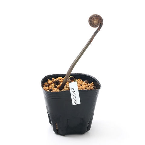 dショッピング |（山野草）シダ（羊歯）ウラジロシダ（裏白羊歯）3号