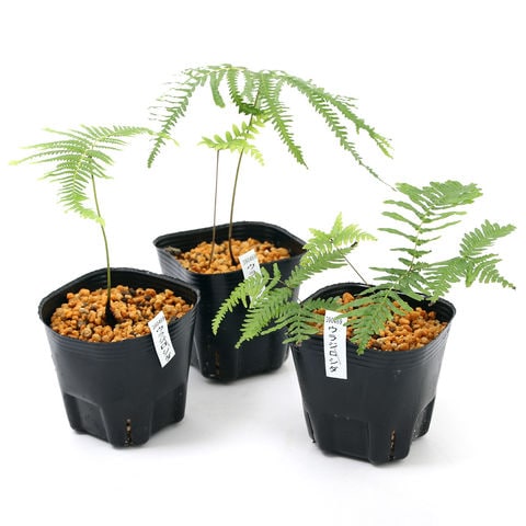 dショッピング |（山野草）シダ（羊歯）ウラジロシダ（裏白羊歯）3号