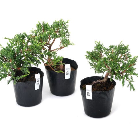 秀峰　盆栽鉢　山野草 dショッピング |（山野草）盆栽 ビャクシン 真柏 3号～（1