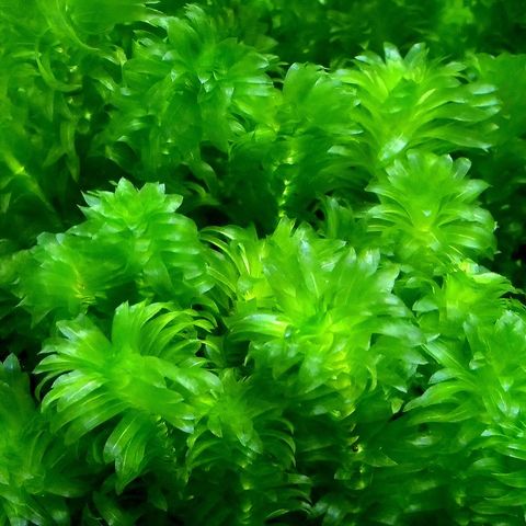 （水草）メダカ・金魚藻　国産　無農薬アナカリス（５本）