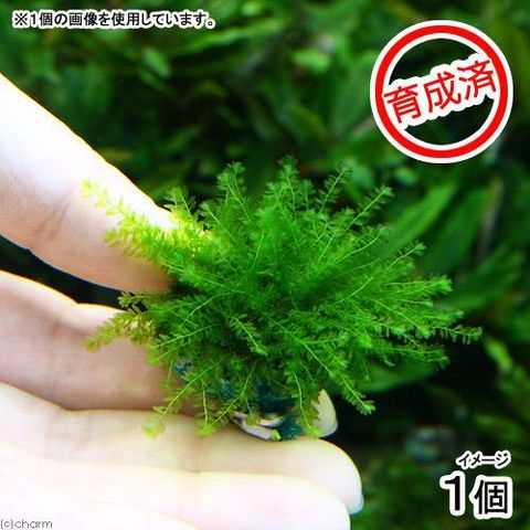 dショッピング |（水草）育成済 マナウス産ウィローモスボール（無農薬