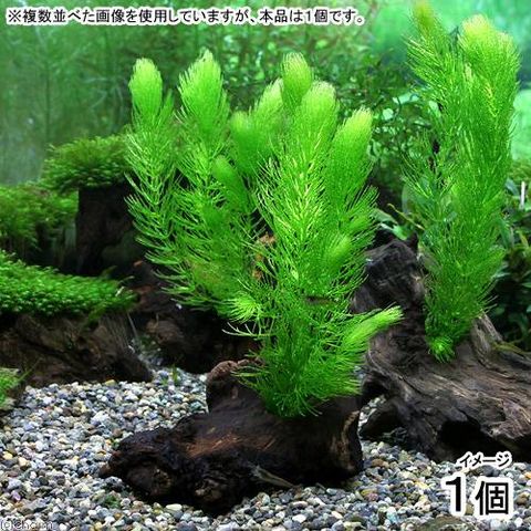 新作商品 国産無農薬 マツモ（５本） - 天然マツモ無農薬【ろ材付き計8