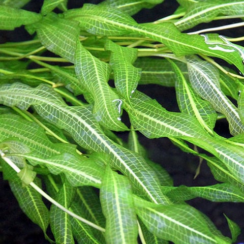 水草セット 9種類 水中葉 無農薬 無害虫 水草セット 9種類 水中葉 無農薬 無害虫