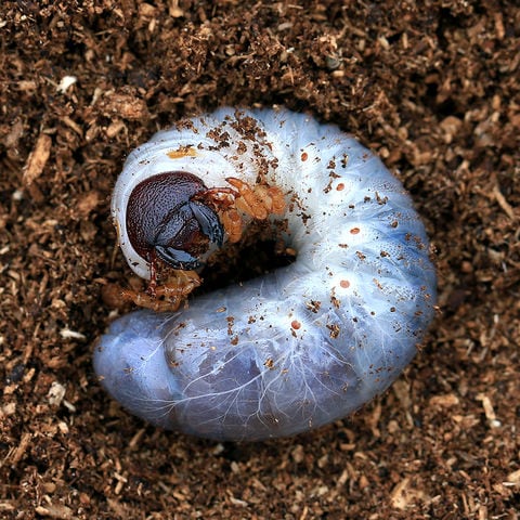 （昆虫）ネプチューンオオカブトムシ　サンタンデール産　幼虫（２令～３令）（１匹）