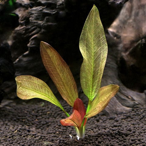水草 エキノドルス・サターン エキノドルス エキノドルス 8種セット ①