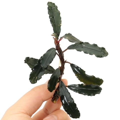 dショッピング |（水草）ブセファランドラsp．ティアレッド（水上葉