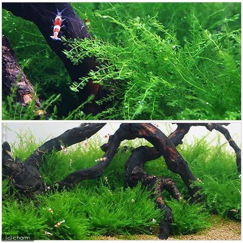 dショッピング |（水草）育成済 マナウス産ウィローモスボール（無農薬