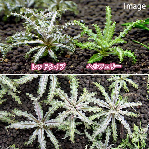 dショッピング |（水草）ポゴステモン ヘルフェリー レッドタイプ（水中葉）（無農薬）（1株） | カテゴリ：水草の販売できる商品 ...