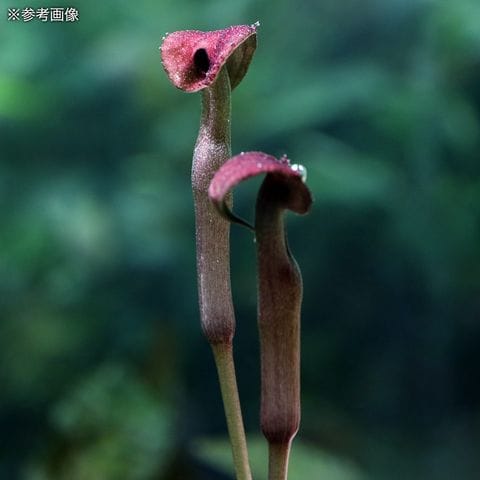 dショッピング |（水草）クリプトコリネ ヌーリー ルミナリエグリーン Ｔｅｌａｎｇ Ｓｅｌａｔａｎ Ｌｉｐｉｓ産（水中葉）（無農薬）（１株） |  カテゴリ：水草の販売できる商品 | チャーム (023407334)|ドコモの通販サイト