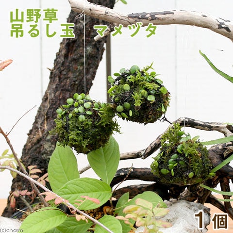 dショッピング |（盆栽）ミニ苔玉 吊るし玉 マメヅタ （１個） カテゴリ：観葉植物の販売できる商品 チャーム  (023431328)|ドコモの通販サイト