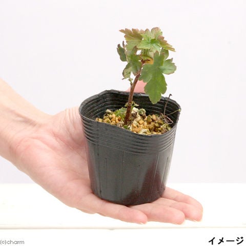dショッピング |（山野草）盆栽 ヤシャビシャク（夜叉柄杓） 2