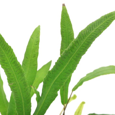 dショッピング |（山野草）シダ（羊歯）ヘラシダ（箆羊歯）3号（1