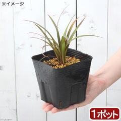 dショッピング |（山野草）盆栽 モモタマナの苗（桃玉菜）３～３．５号 マジックリーフ | カテゴリ：植木の販売できる商品 | チャーム  (023200839)|ドコモの通販サイト