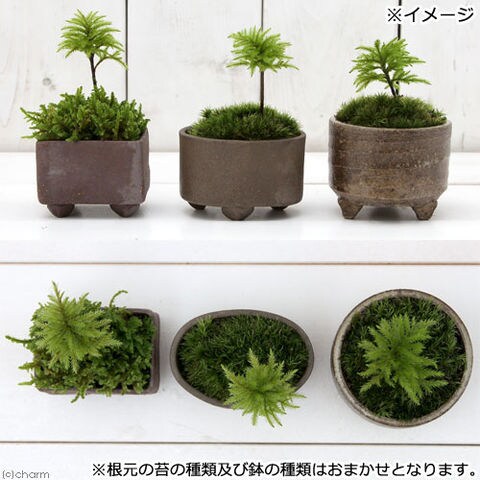 Dショッピング 盆栽 苔盆栽 益子焼鉢植え コウヤノマンネングサ 鉢おまかせ １鉢 カテゴリ 盆栽の販売できる商品 チャーム ドコモの通販サイト