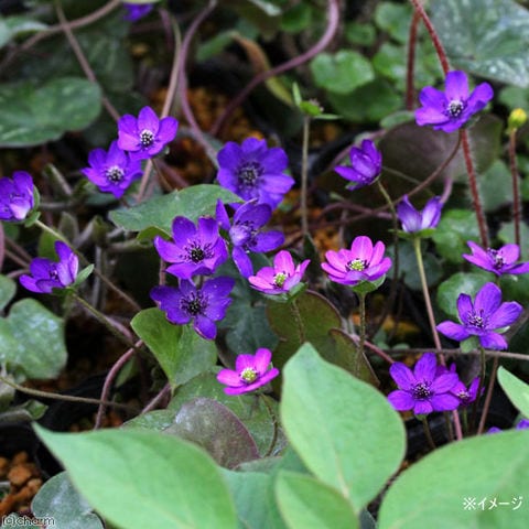 dショッピング |（山野草）ユキワリソウ（雪割草） 紫花 標準花 ３号（１ポット） | カテゴリ：観葉植物の販売できる商品 | チャーム  (023431006)|ドコモの通販サイト